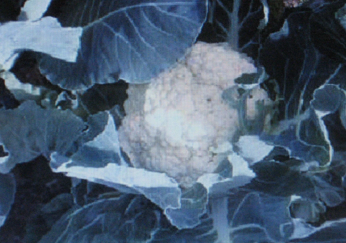 Cauliflower Seeds - Self Blanche Variety - 50 Seeds - Large Head - Brassica oleracea