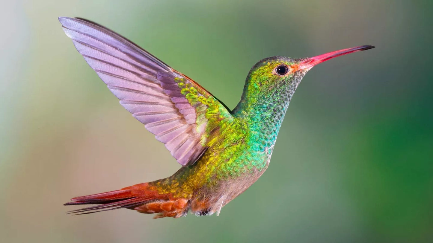 Hummingbird Wildflower Seed Mix - Perennial Garden Blend - Easy to Grow for Hummingbirds - Native Flora Mix