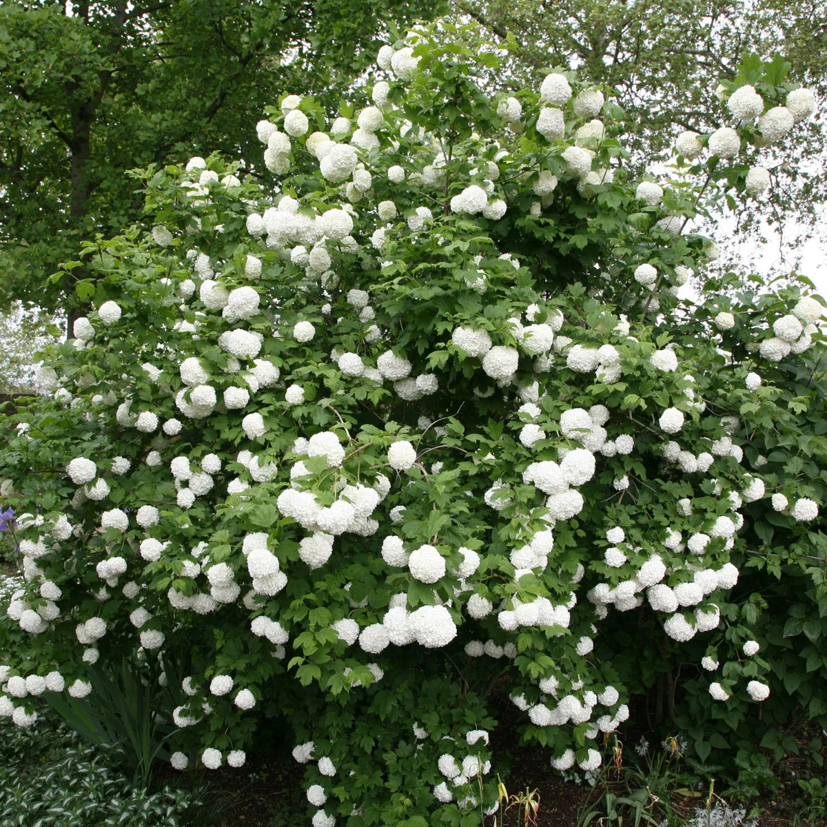 Viburnum opulus Roseum Cuttings | 5 Rooted Plugs | High-Quality Flowering Shrubs
