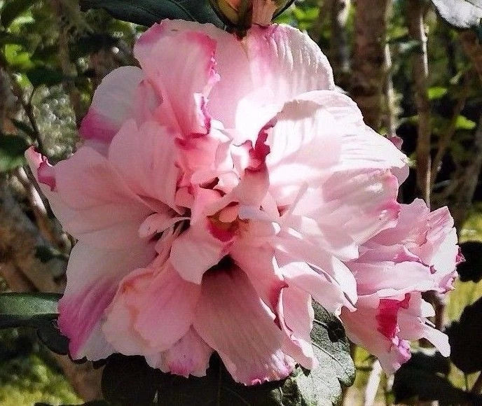 LIVE PLANT DOUBLE ROSE OF SHARON 1/2' HIBISCUS ALTHEA PINK FLOWERING STARTER - Hardy Variegated Blooms, Fast Growth