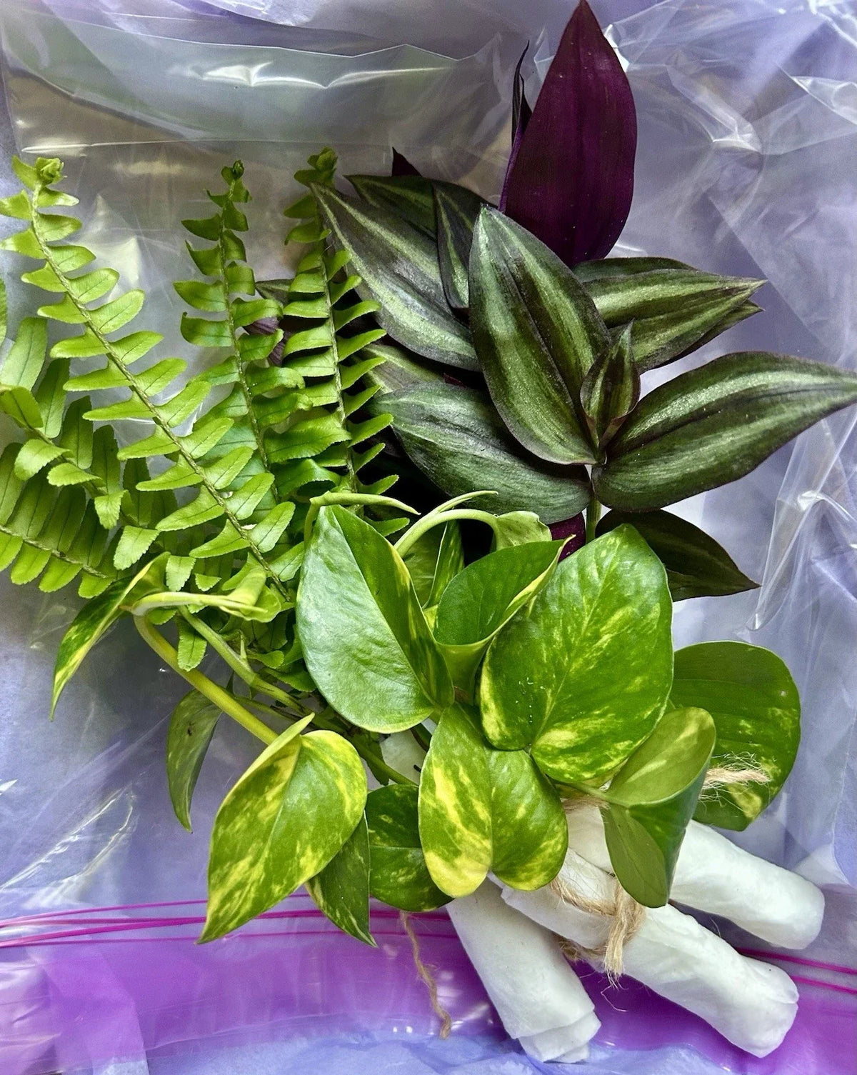 Rooted Plant Cuttings Variety Pack - 15 Assorted Cuttings for Home Gardening - Perfect for Propagation and Plant Lovers