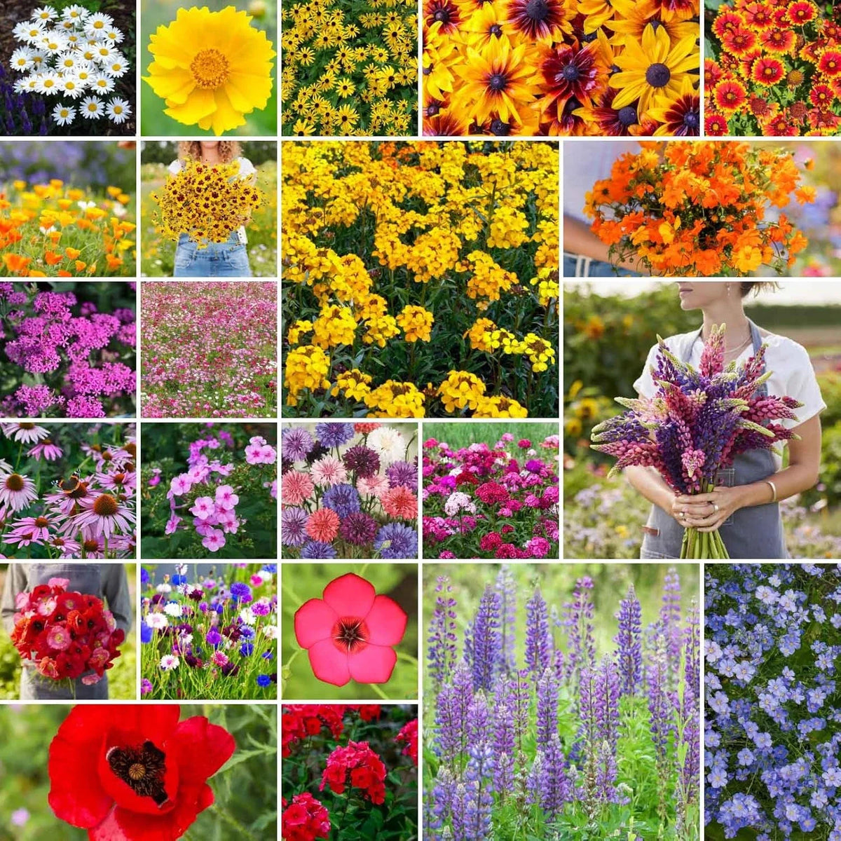Northeast Wildflower Mixed Seeds, 1/4 lb, 120,000+ Seeds, Native Pollinator Friendly, Eco-Friendly Planting