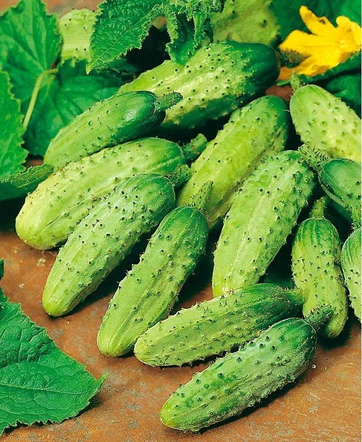 Wisconsin SMR-58 Cucumber Seeds - Organic Heirloom Pickling Variety - Non-GMO - 100+ Seeds