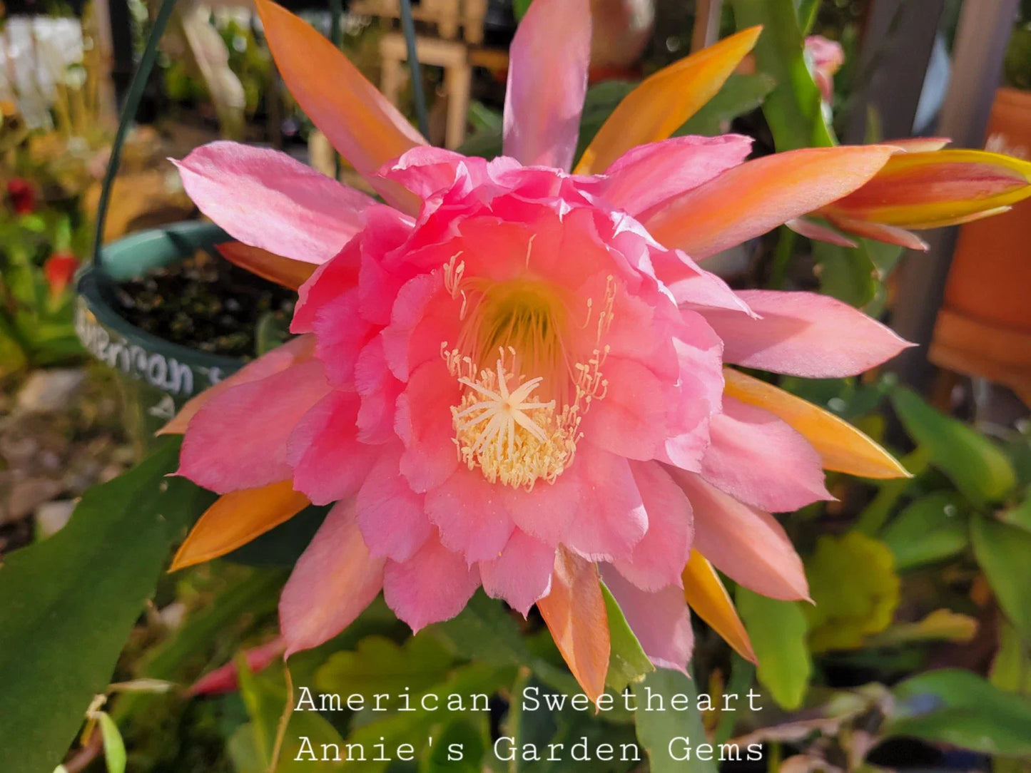 Unrooted Epiphyllum Cuttings - American Sweetheart - 8 to 10 Inches Long - Epiphyllum oxypetalum