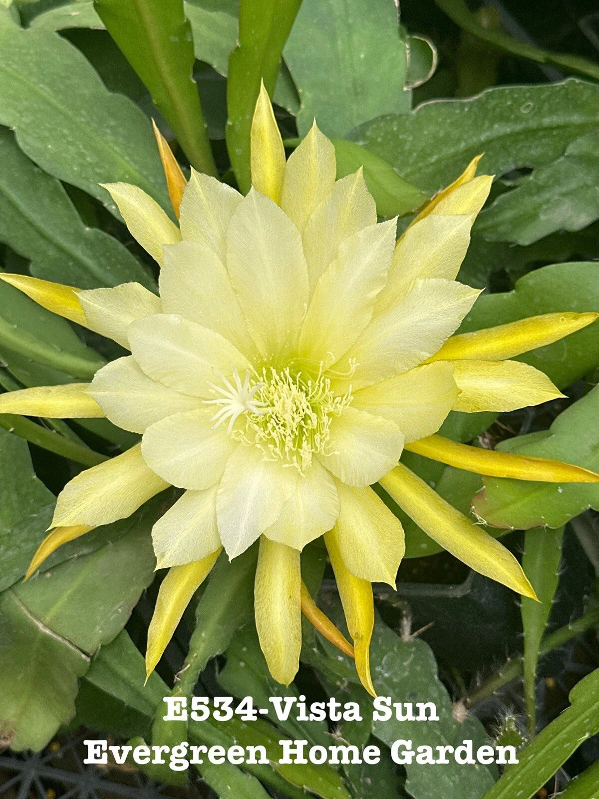 Rooted Epiphyllum Orchid Cactus Plant “Vista Sun” in 4” Starter Pot, Tropical Houseplant, Succulent, Cacti Collection