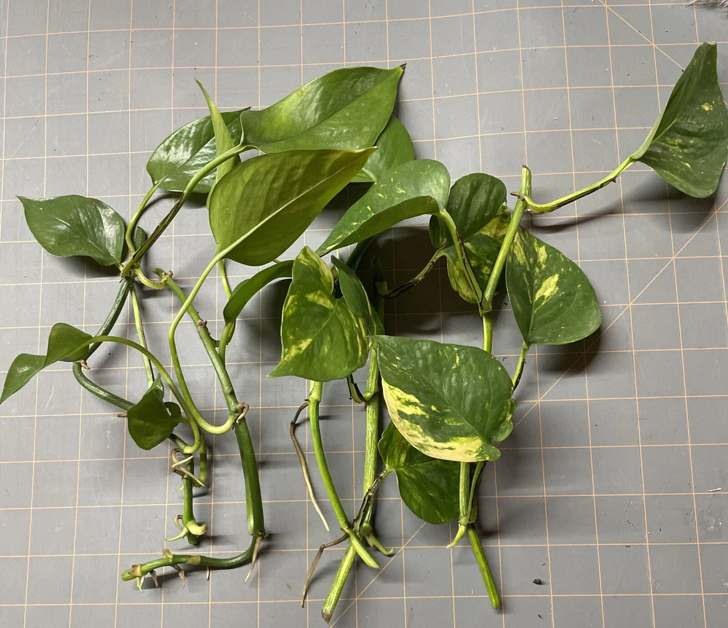 Golden Pothos Plant Rooted Cuttings - Epipremnum aureum - 5 Healthy Vining Plants for Easy Indoor Gardening