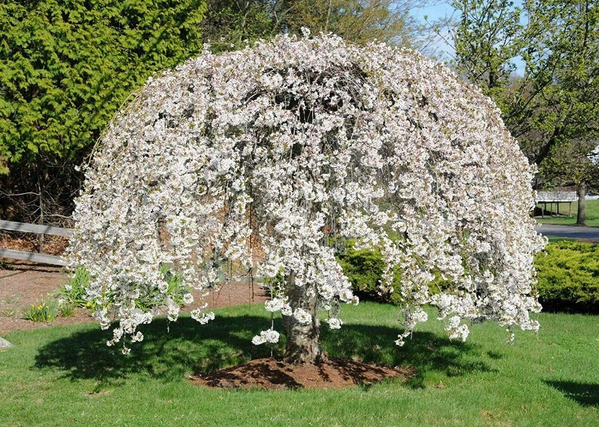 Weeping Yoshino Cherry Tree 24-36 IN Live Plant Prunus x yedoensis 'Shidare Yoshino' Bare Rooted Well Rooted Whips