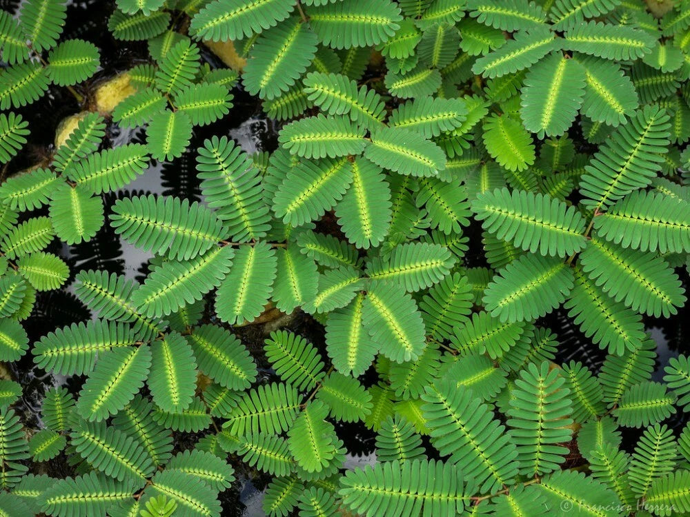 Water Mimosa Plant - Aquatic Tropical Marginal Pond Plant - Neptunia oleracea - Buy 2 Get 1 Free