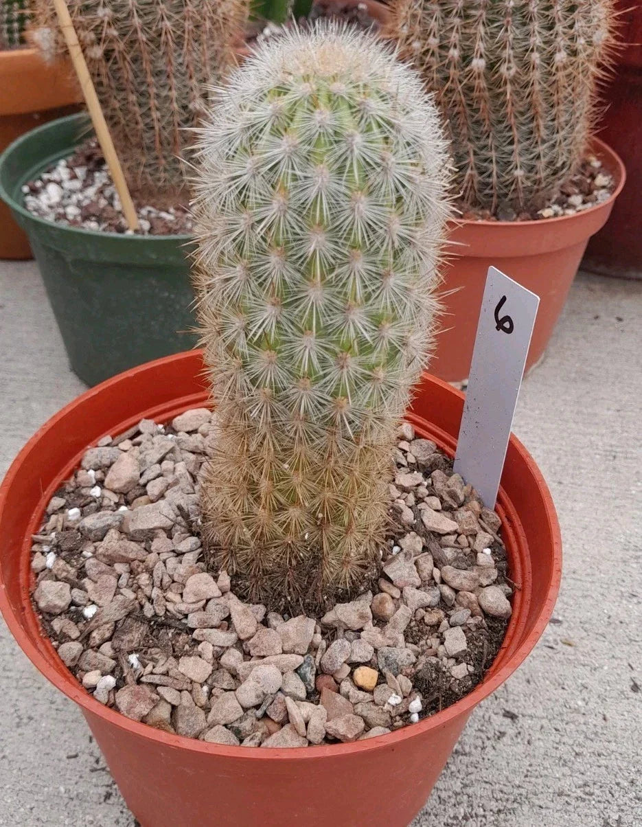 Haageocereus Pseudomelanostele Aurispinus Cactus 5-6" Bareroot, Unique Spines, Ideal for Collectors, Indoor or Outdoor