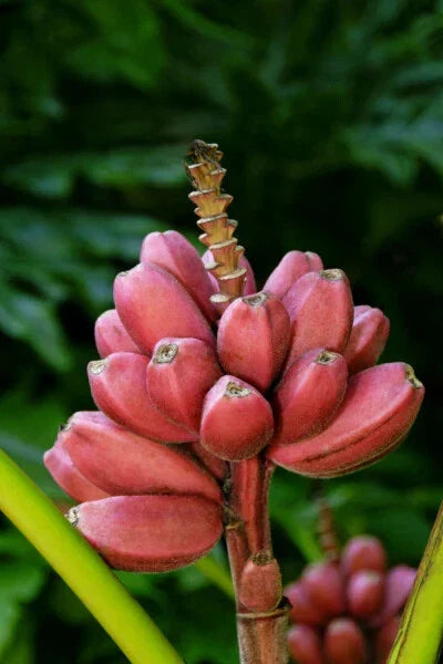 Small Rooted Starter Plant - Bordelon Banana Tree - Musa spp. - Tropical Indoor/Outdoor Plant