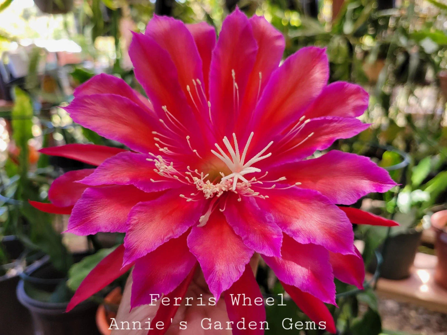 Epiphyllum Cuttings - 8 to 10 inches - Ferris Wheel Variety - Unrooted