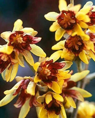 Wintersweet Seeds - 10 Pack - Chimonanthus praecox - Fragrant Yellow Flowers - Hardy Perennial