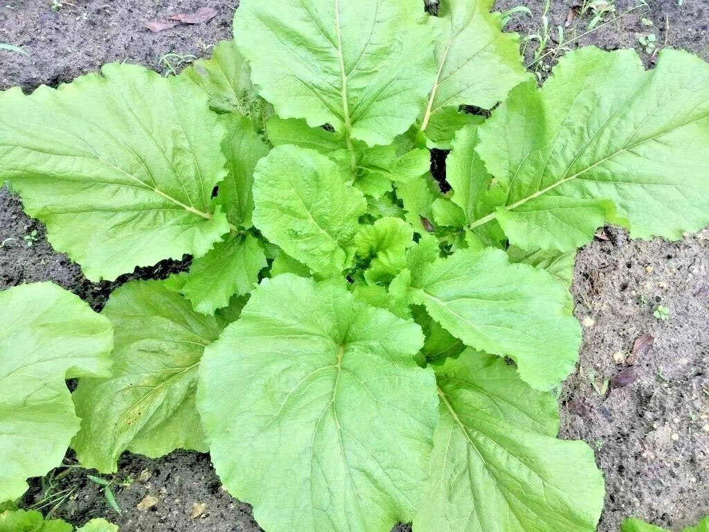 Florida Broadleaf Mustard Greens Seeds - Organic, 601+ Count for Spring & Fall Garden, Ideal for Containers