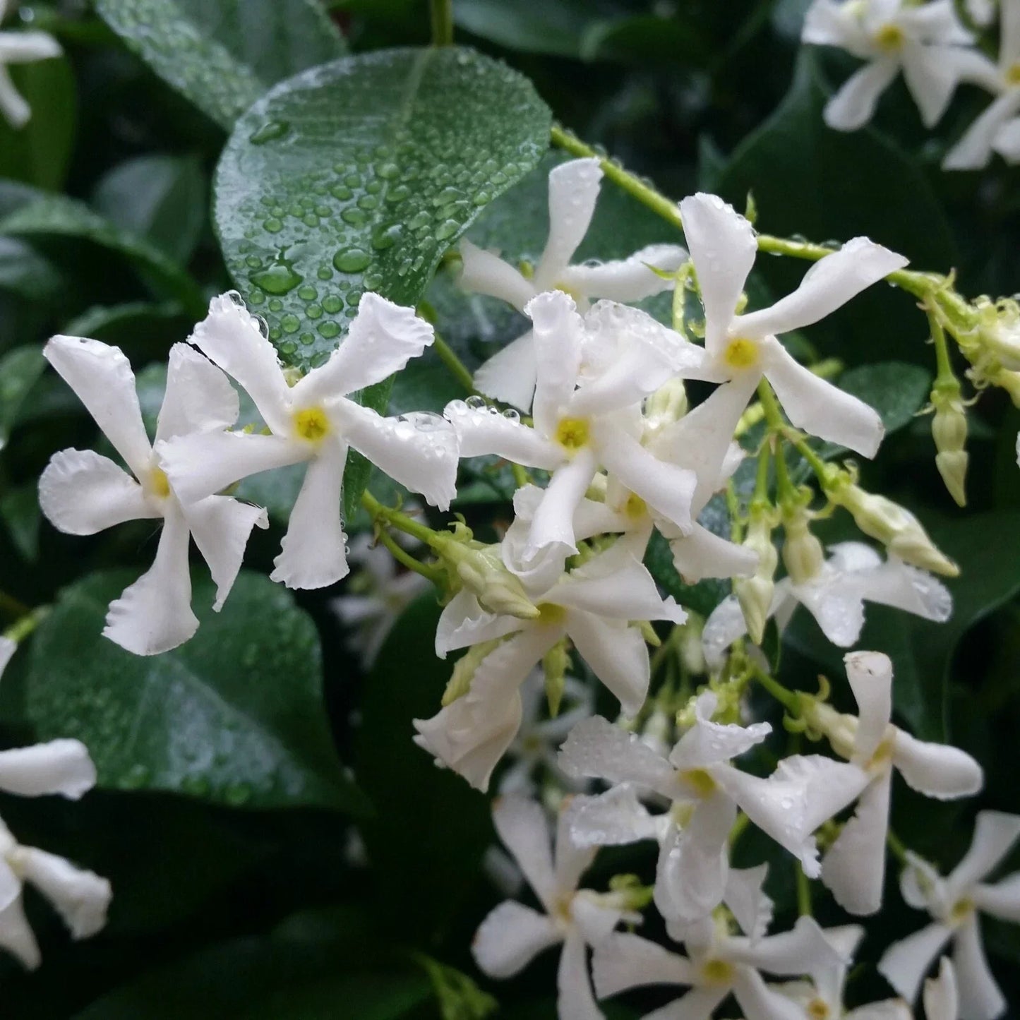 Confederate Star Jasmine Starter Plant - Extremely Fragrant Vine - Trachelospermum jasminoides - USA Grown