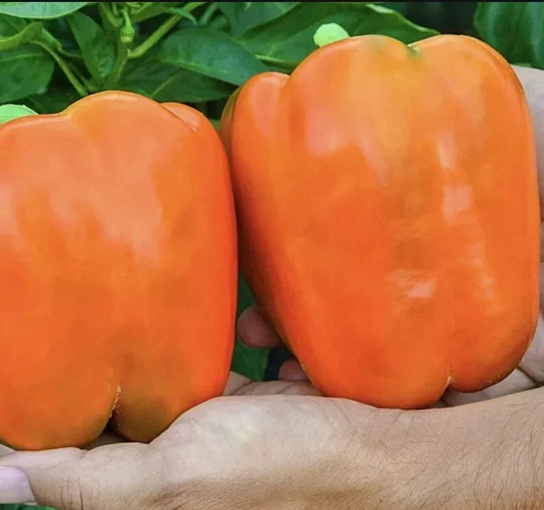 Orange King Bell Pepper Seeds - 120+ Heirloom Organic Non-GMO Sweet Variety - Capsicum annuum