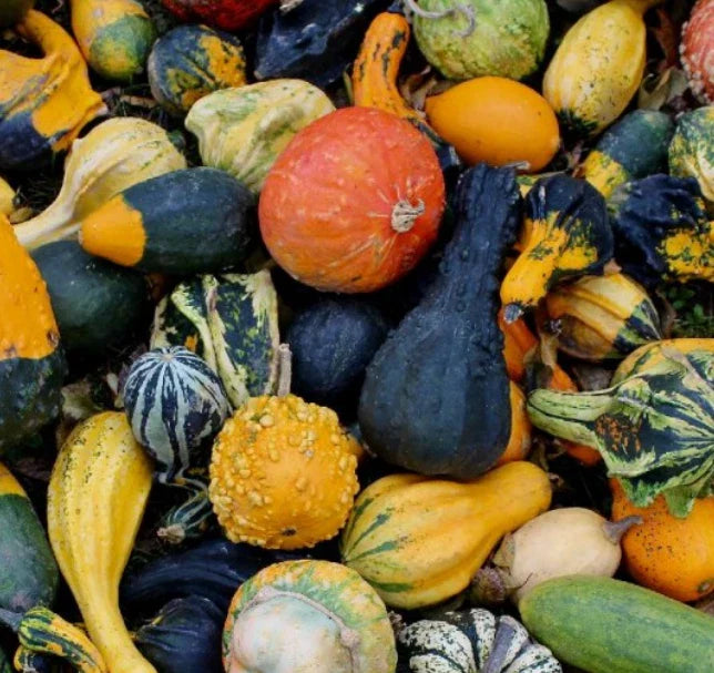 Small Gourd Mix Seeds for Kids Arts & Crafts, Non-GMO Decorative Gourds, 30 Seeds, Perfect for Fall Season
