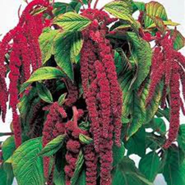 Love Lies Bleeding Seeds - 100+ Newly Harvested Amaranthus caudatus - Colorful, Unique Garden Flower Seeds