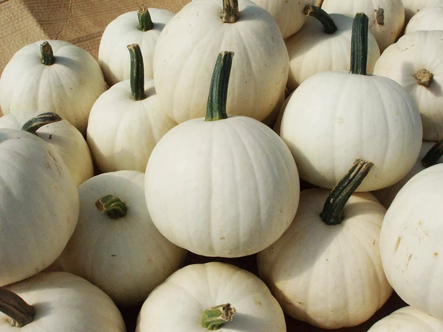 Snowball Pumpkin Seeds - 10 Count - White Variety - Cucurbita pepo - Ideal for Planting