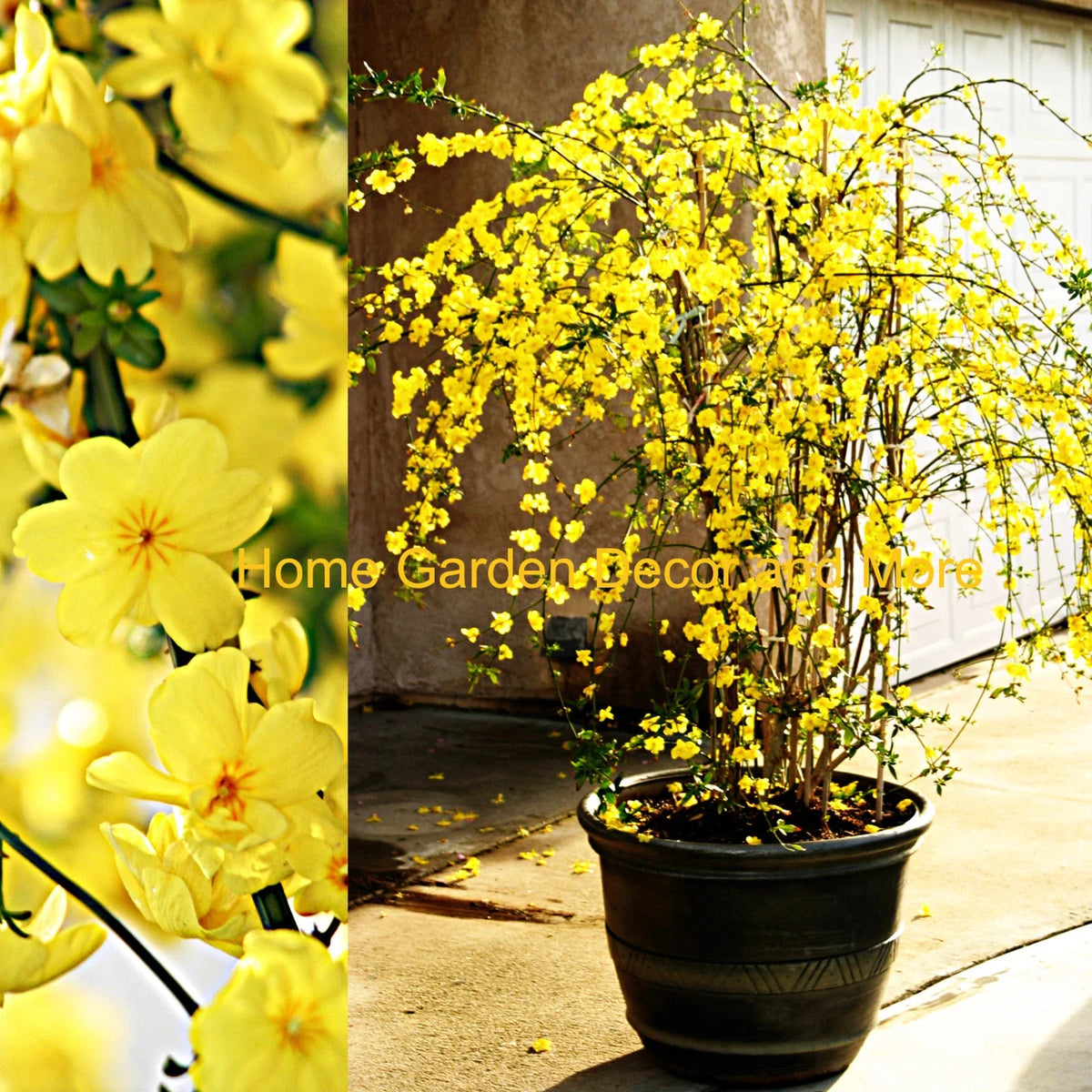 Winter Jasmine Cuttings 12" Bright Yellow Flowers Jasminum nudiflorum 5 Cuttings for Gardening