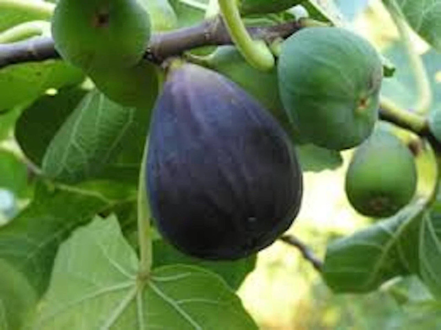 Black Mission Fig Tree Starter Plant - 3 Pack Ficus Carica Edible Fruit Tree, Everbearing Variety, Perfect for Home Garden