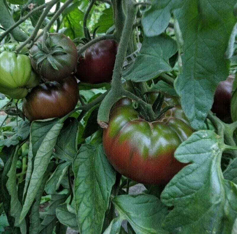 Russian Black Krim Tomato Seeds - 120+ Non-GMO Heirloom Seeds - Perfect for Home Gardens - Solanum lycopersicum