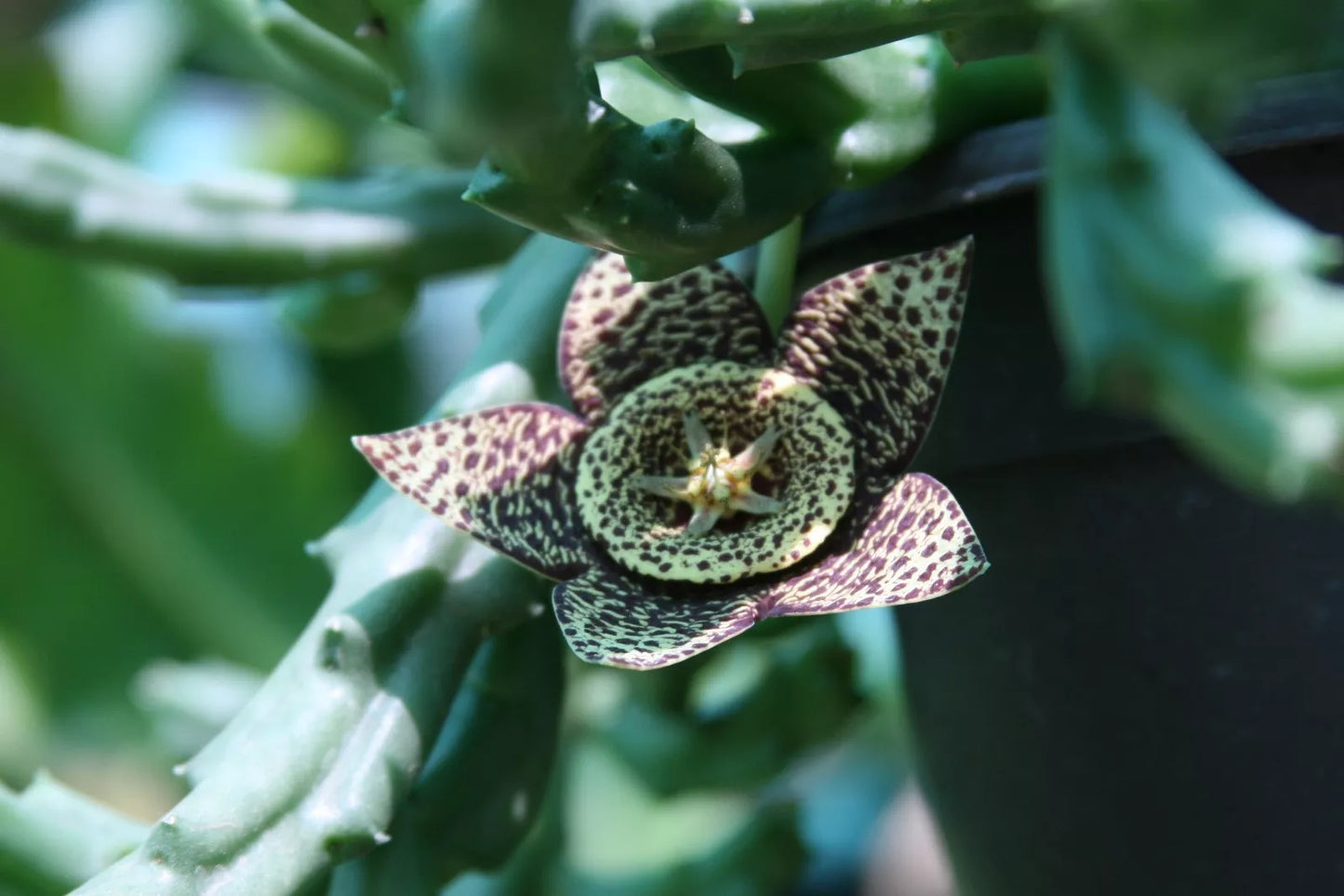 Unroot Stapelia Variegata Succulent Plant, Orbea Starfish Carrion Toad Cactus, Unique Houseplant, Low Maintenance