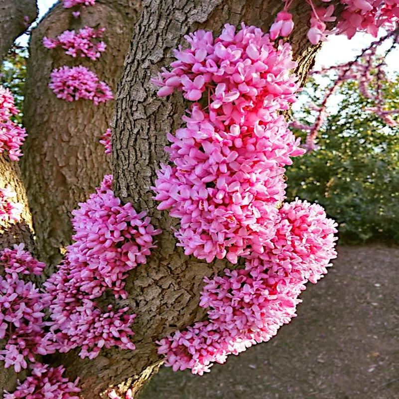 Judas Tree Seeds - Cercis siliquastrum - Mediterranean Redbud - Fast Growing & Hardy