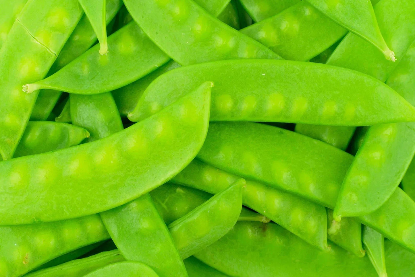 Mammoth Melting Sugar Pod Snow Pea Seeds - 100 Non-GMO Heirloom Seeds for Gardening - Pisum sativum