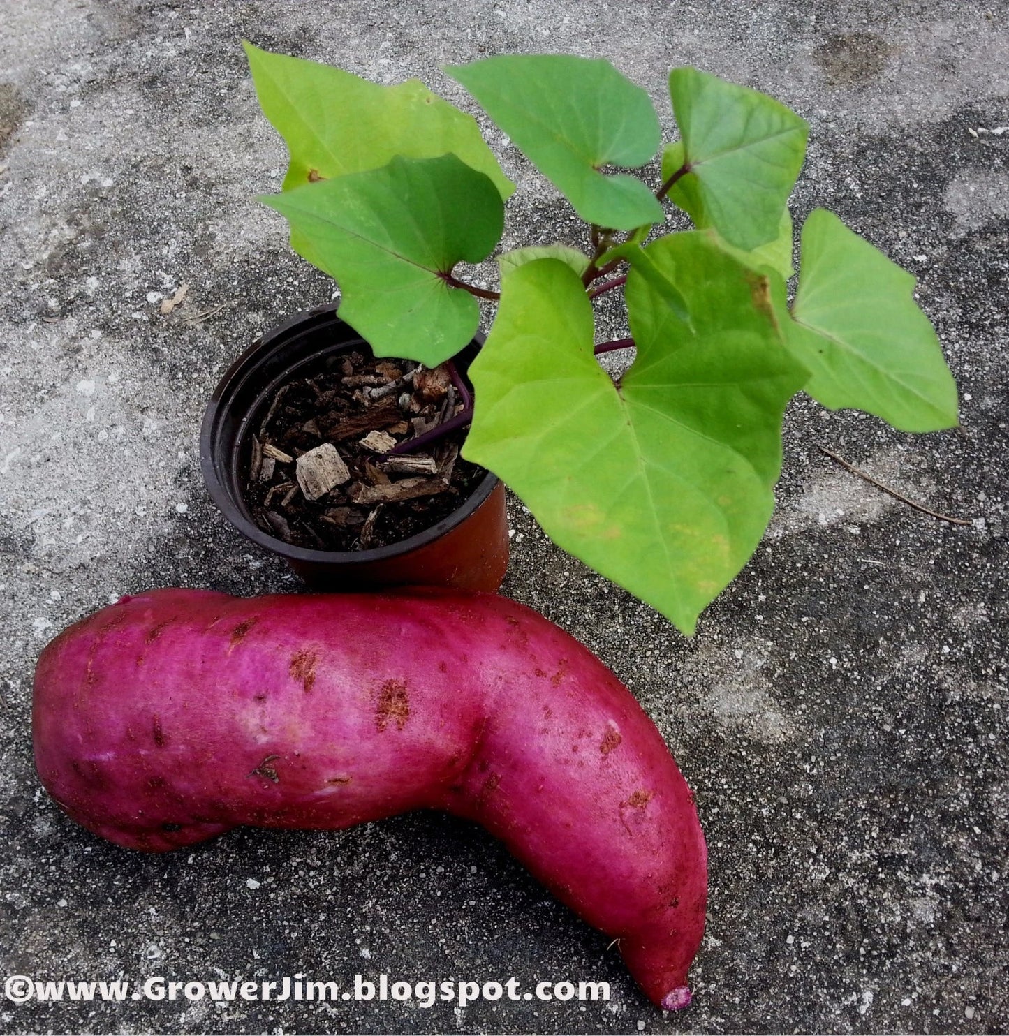 Purple Molokai Sweet Potato Slips - 5 Tip Cuttings - Ipomoea batatas - Edible Garden Plant