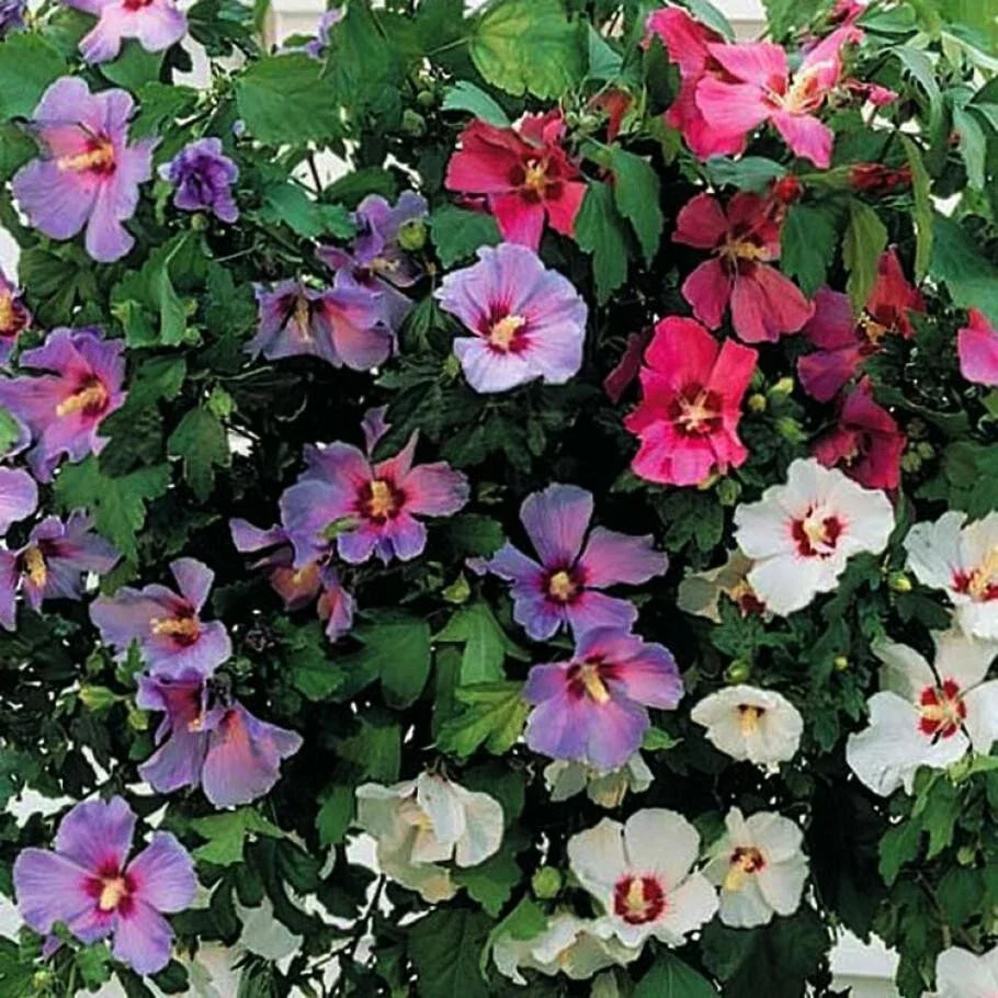 Hibiscus Cuttings - 10 Assorted Colors - Hardy Hibiscus - Hibiscus Syriacus Unrooted Cuttings