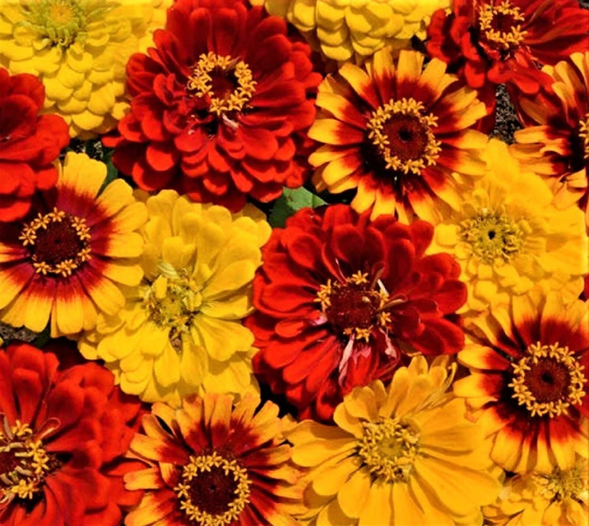 Zinnia Seeds Mix | South of the Border Variety | 100+ Seeds | Colorful Garden Flowers | Zinnia elegans