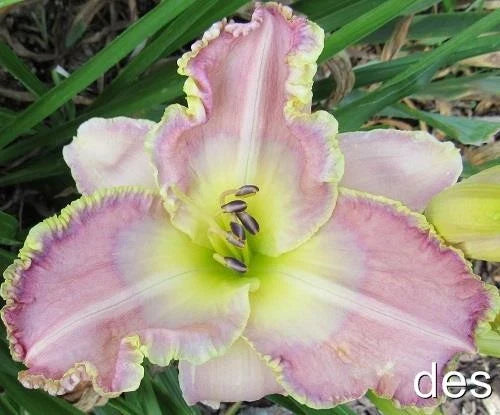 Daylily Live Plant ~ Ginny Mitchell ~ Extended Bloom Rebloomer ~ Hemerocallis