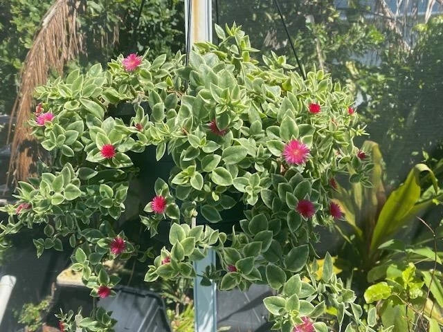 Variegated Ice Plant - Red Apple Aptenia - Rooted in Soil - Aptenia Variegata - Succulent Ground Cover Plant