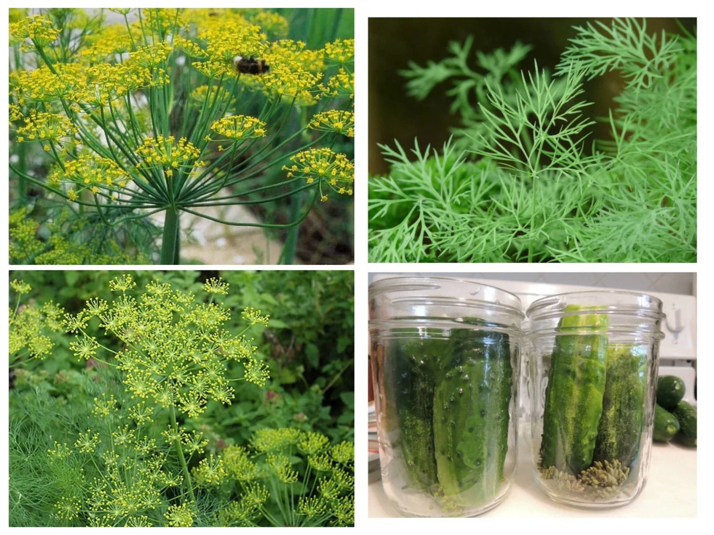 Polish Dill Seeds 300 Non-GMO Organic Heirloom Anethum graveolens - Healthy Culinary Herb for Gardening