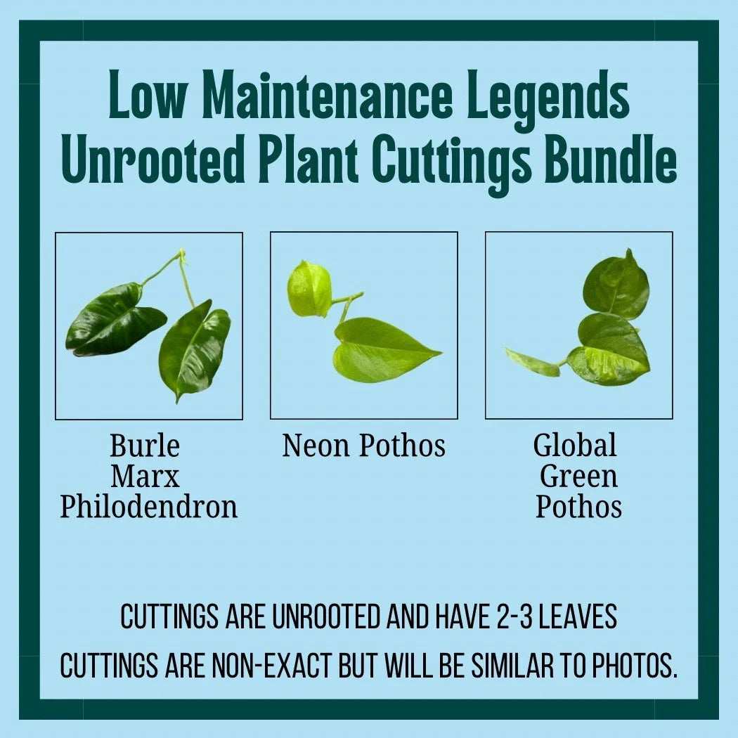 Unrooted Plant Cuttings Set of 3 – Burle Marx Philodendron, Neon Pothos, Marble Queen – Indoor Houseplants