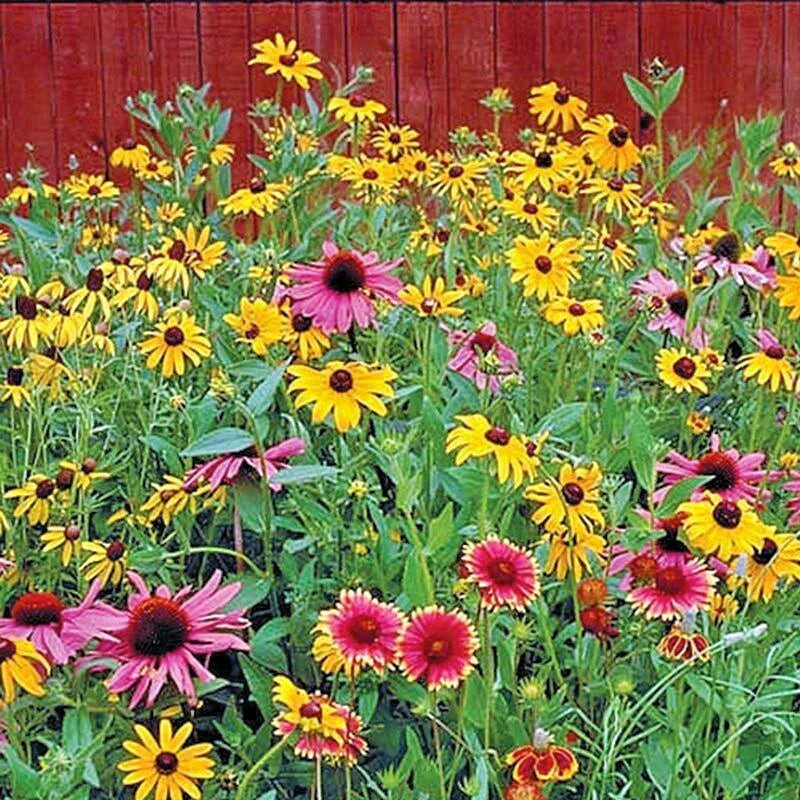 Pollinator Mix Seeds 2001+ | 17 Native Wildflowers | Annual & Perennial Garden | Easy to Grow