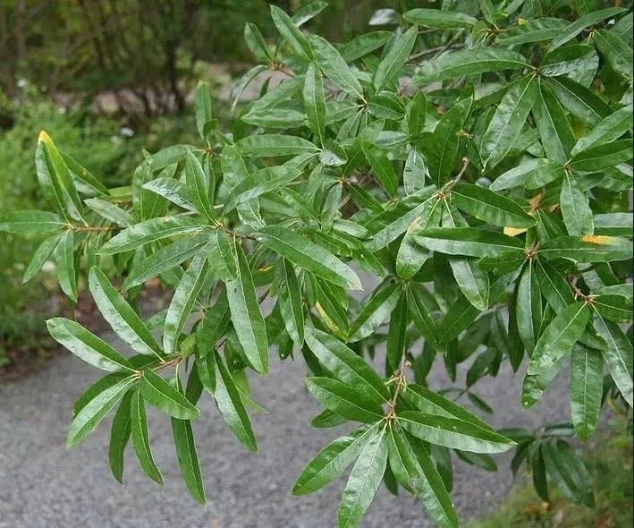 Willow Oak Tree Seeds - 10 Count - Quercus phellos - Native Oak Variety