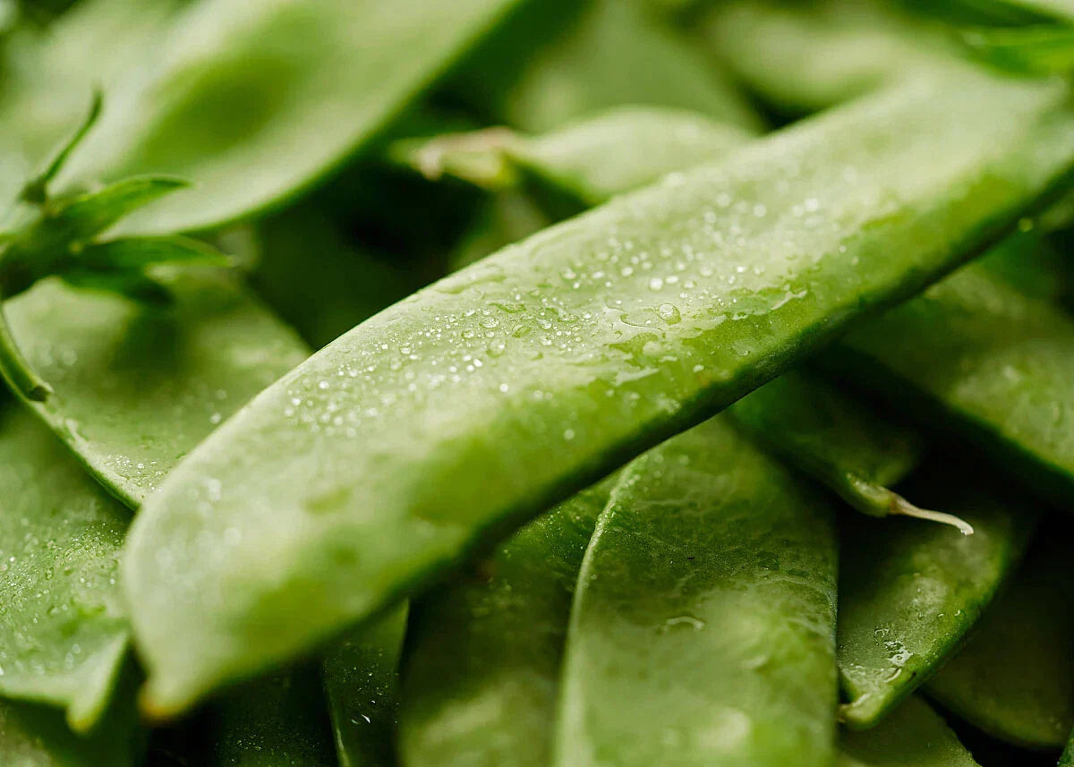 Mammoth Melting Sugar Snow Pea Seeds - Heirloom, NON-GMO, Garden Seeds
