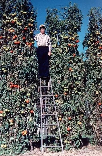 Trip L Crop Tomato Seeds - Rare Tomato Tree Variety - 30+ Seeds - Vigorous 15-Foot Vines - Ideal for Home Gardening