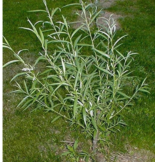 Jumbo Hybrid Willow Cuttings - 6 Pack, Thick 5/8 to 1 Inch, Salix × sepulcralis