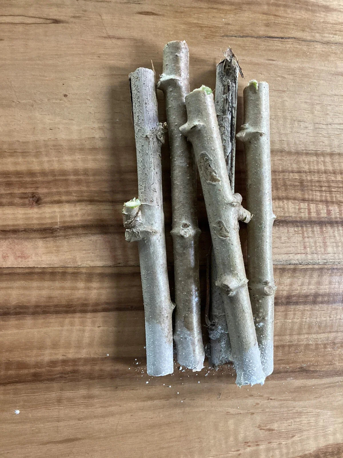 Yuca Cassava Stem Cuttings - 5 Healthy Unroot Cuttings for Gardening (Manihot esculenta)