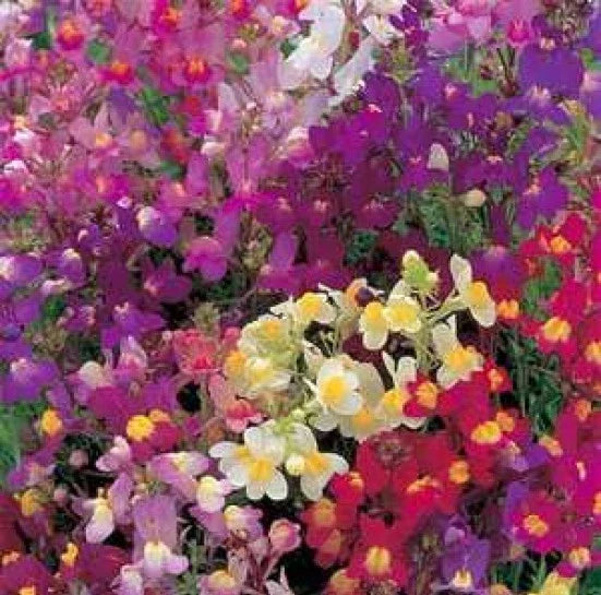 Toadflax Flower Mix Seeds - Baby Snapdragon - 500 Fresh Seeds - Antirrhinum majus - Free USA Shipping