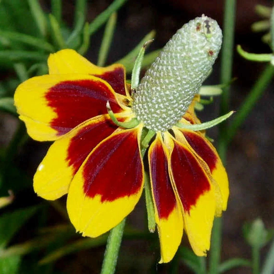 Mexican Hat Flower Seeds 200+ Perennial Coneflower Ratibida for Garden