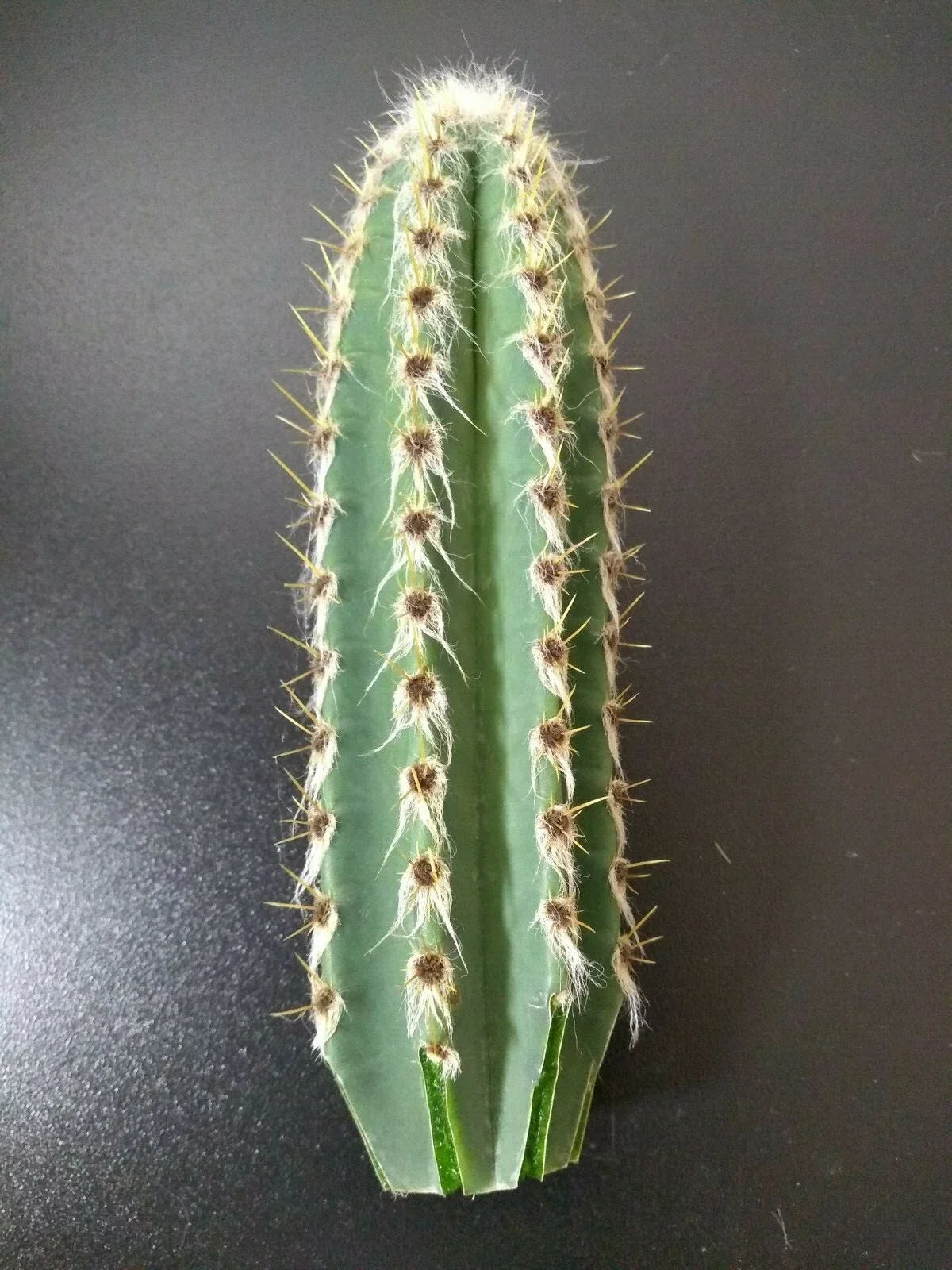 Cephalocereus royenii Starter Cactus 6" Tall Pipe Organ Cactus 1 Cut - Sebucán Succulent Plant