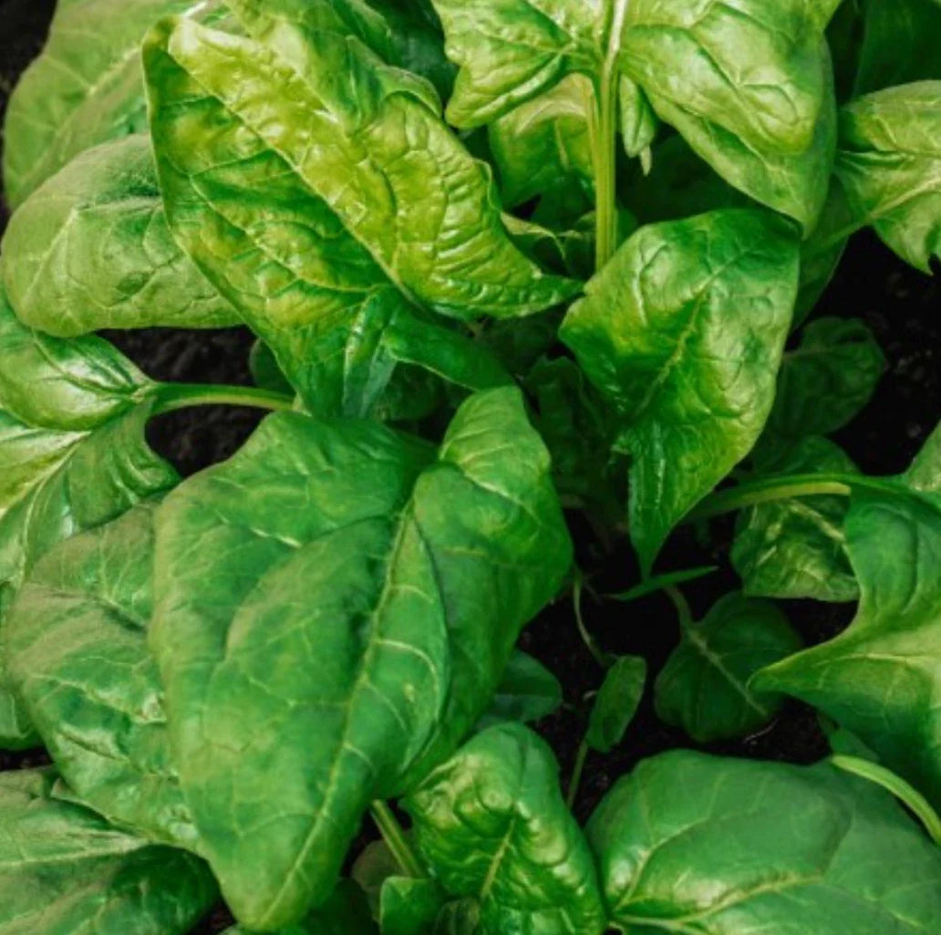 Giant Noble Spinach Seeds - 2,000 to 5,000 Count - High-Quality Spinacia oleracea Seeds for Home Garden