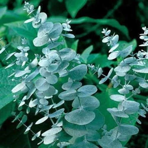 Eucalyptus Seeds for Planting 50 Seeds - Ideal for Cut Flowers and Decor - Eucalyptus globulus