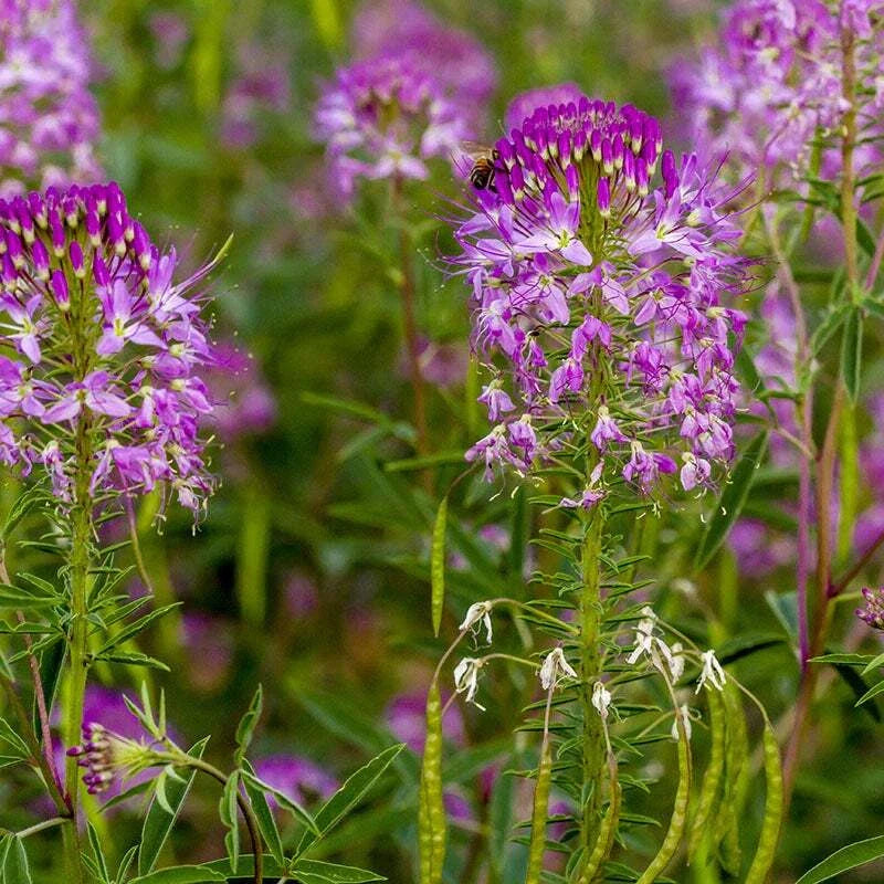 Rocky Mountain Bee Plant Seeds 50 Ct Cleome Serrulata Annual Flower Seeds USA
