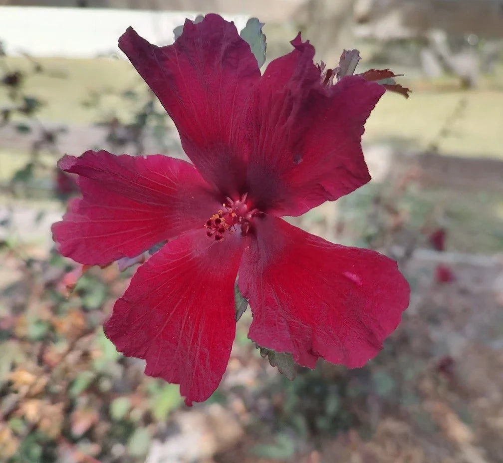 Cranberry Hibiscus Live Plant 4" Pot, Acetosella, Tropical False Roselle, Fast Growing Houseplant