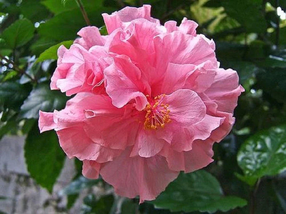 Double Pink Hibiscus Seeds - 20 Perennial Hardy Flower Seeds for Exotic Garden - Hibiscus rosa-sinensis