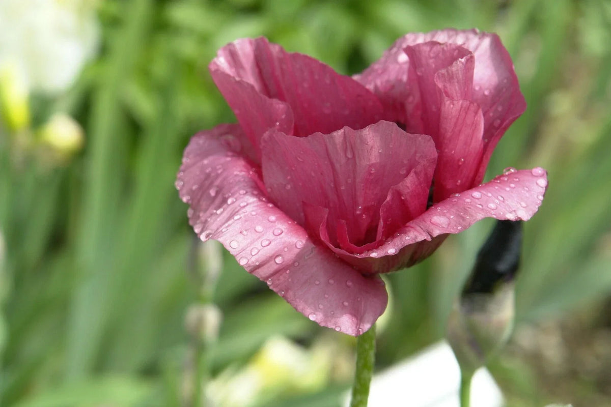 Giant Purple Poppy Flower Seeds - 100 Pack - Wildflower Seeds - Papaver somniferum